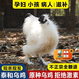 泰和原种乌鸡新鲜现杀农家土乌鸡五谷散养老母鸡活鸡整只正宗乌骨