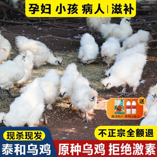 泰和原种乌鸡新鲜现杀土鸡农家散养老母鸡公鸡活鸡整只正宗乌骨鸡