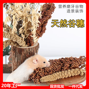 【源头厂家】新谷穗小米穗天然麦穗仓鼠磨牙零食小宠物笼子造景谷