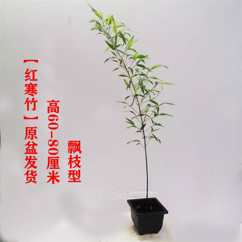 红寒竹观赏价值高红竹小绿植盆栽稀有品种文人书房竹盆景办公桌