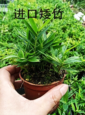 进口美观最矮小竹子绿植盆景观赏竹室内桌面微型竹子盆景四国矮竹