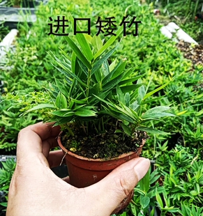 进口美观最矮小竹子绿植盆景观赏竹室内桌面微型竹子盆景四国矮竹