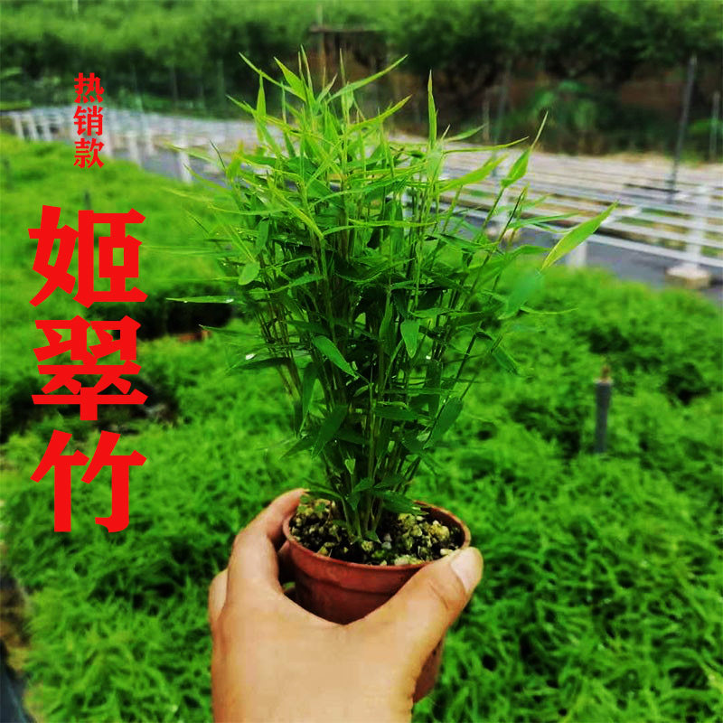进口姬翠竹虎斑竹竹子盆栽室内室外微型小竹美观喜水喜光盆栽包邮