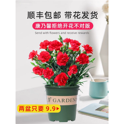 康乃馨鲜花盆栽带花苞欧石竹花苗石竹花卉室内绿植四季水培植物