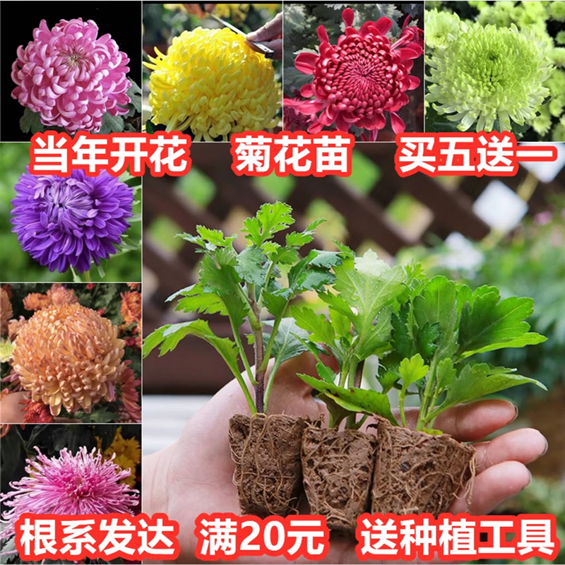菊花苗盆栽秋菊乒乓球菊千头四季