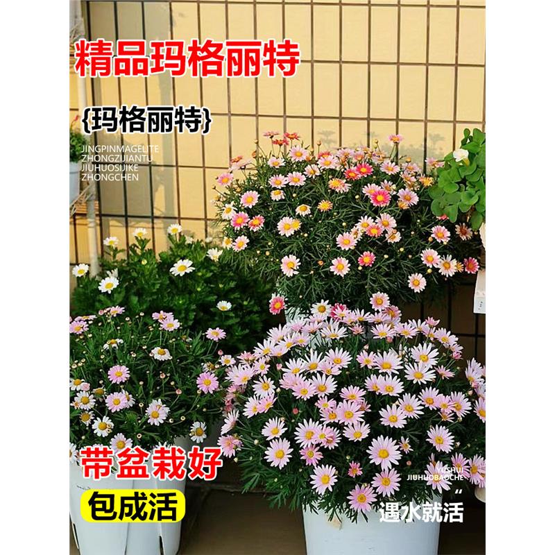 玛格丽特花苗阳台庭院好养花卉姬小菊盆栽观赏爆花机器重瓣小雏菊