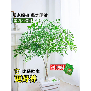 南天竹盆栽水培绿植物火焰红水养室内花卉蓝天竹吊钟马醉木南天竺