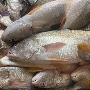 海鱼 白花鱼 黄花鱼 白姑鱼 整条去肚去胶去籽无内脏一条四斤