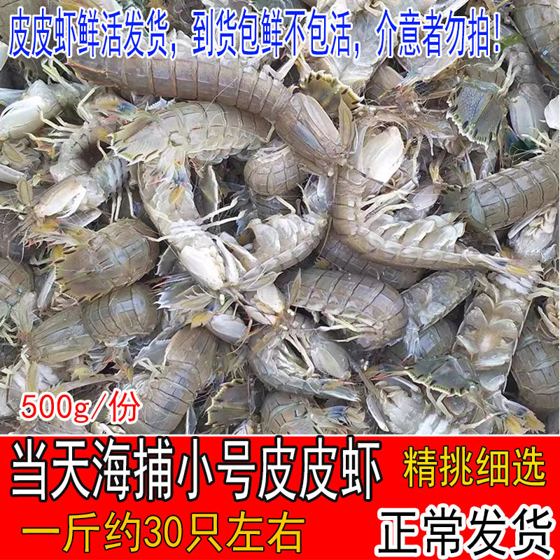 鲜活野生皮皮虾 濑尿虾 爬爬虾虾姑 富贵虾新鲜虾婆水产海鲜大咖