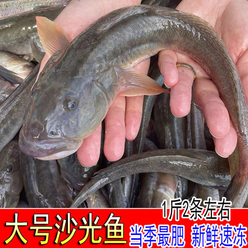 新鲜沙光鱼1斤2条小龙鱼