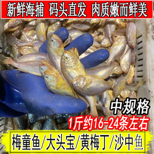 新鲜海捕梅童鱼梅子鱼中鱼沙中大头宝东海黄梅丁狮头鱼1斤16-24条