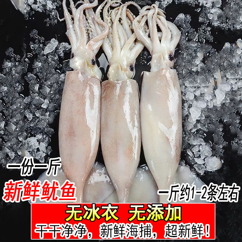 新鲜鱿鱼净重无冰衣鲜活冰冻鱿鱼新鲜铁板鱿鱼烧烤海鲜连云港水产