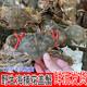 包邮 鲜活花盖蟹新鲜海捕石头蟹精选石蟹1斤5 8只公母混搭海蟹顺丰
