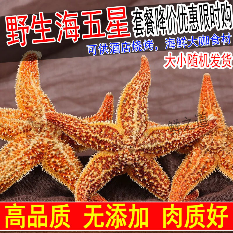 野生海星海五星5斤包邮