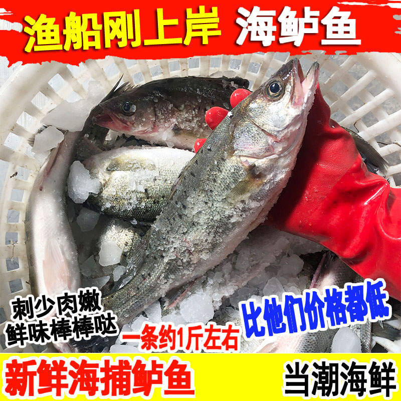 海鲈鱼野生鲜活七星鲈鱼新鲜深海捕海鱼花鲈鱼海鲜水产一条约一斤