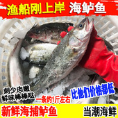 海鲈鱼野生鲜活七星鲈鱼新鲜深海捕海鱼花鲈鱼海鲜水产一条约一斤