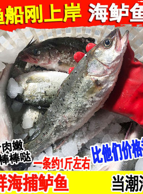 海鲈鱼野生鲜活七星鲈鱼新鲜深海捕海鱼花鲈鱼海鲜水产一条约一斤