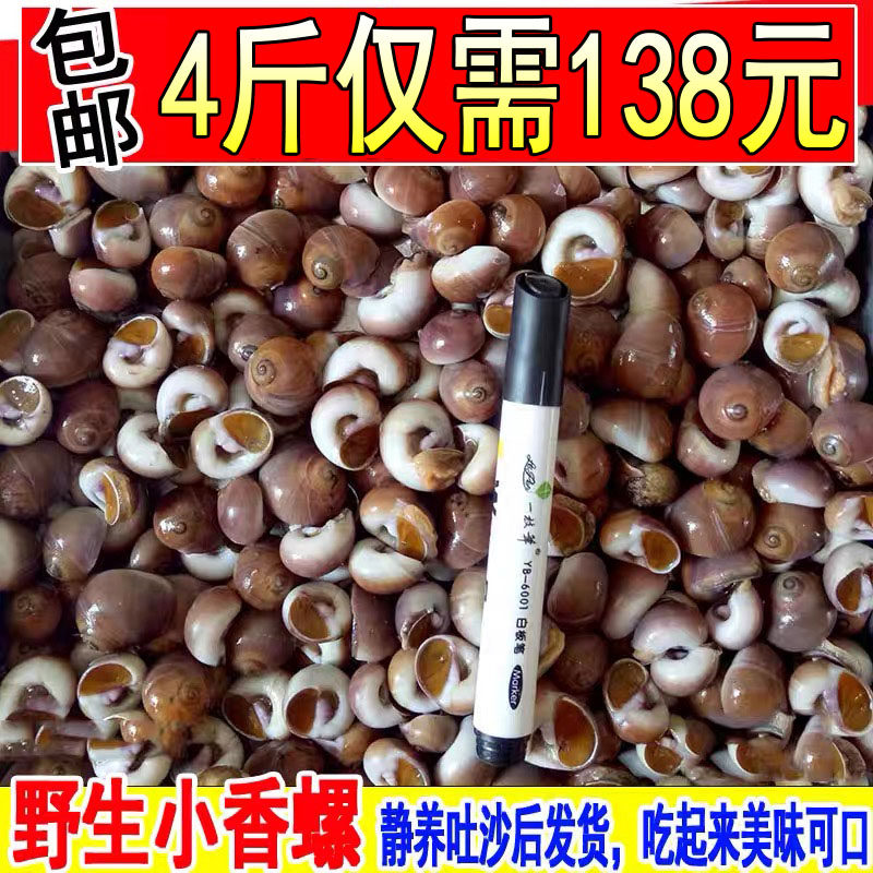 鲜活香螺野生玉螺新鲜大沙螺 肚脐螺猫眼罗海鲜水产贝类4斤装包邮