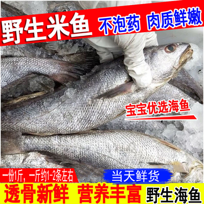米鱼海捕鳘鱼新鲜速冻大鮸鱼深海鱼敏鱼鮸鱼连云港海鲜水产1份1斤