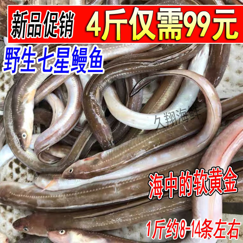 新鲜七星鳗鱼野生海鳗鱼星鳗海鳝鱼当天现捕1斤8-14条沙鳗鱼4斤装