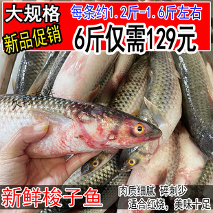 新鲜海捕梭鱼红眼鱼野生鲜活乌头鱼海鱼每条约1.2斤-1.6斤6斤包邮