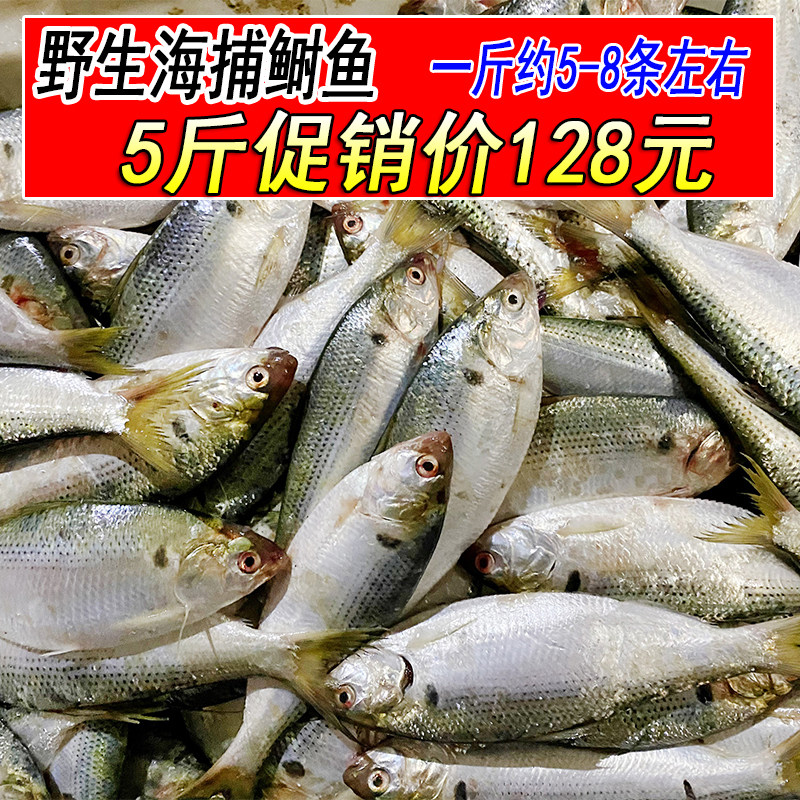 新鲜鲜活鲥鱼野生海捕海鲫鱼一斤约5-8条鱼类海鲜水产  5斤装包邮