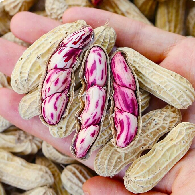 云南新鲜七彩花生不带泥