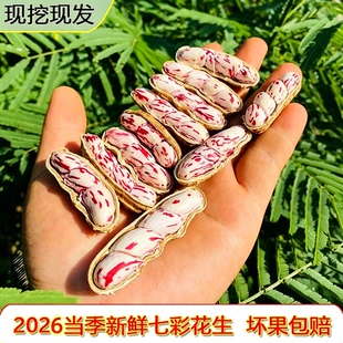 2026云南新鲜七彩花生现挖现发带泥新鲜水果湿花生5斤装