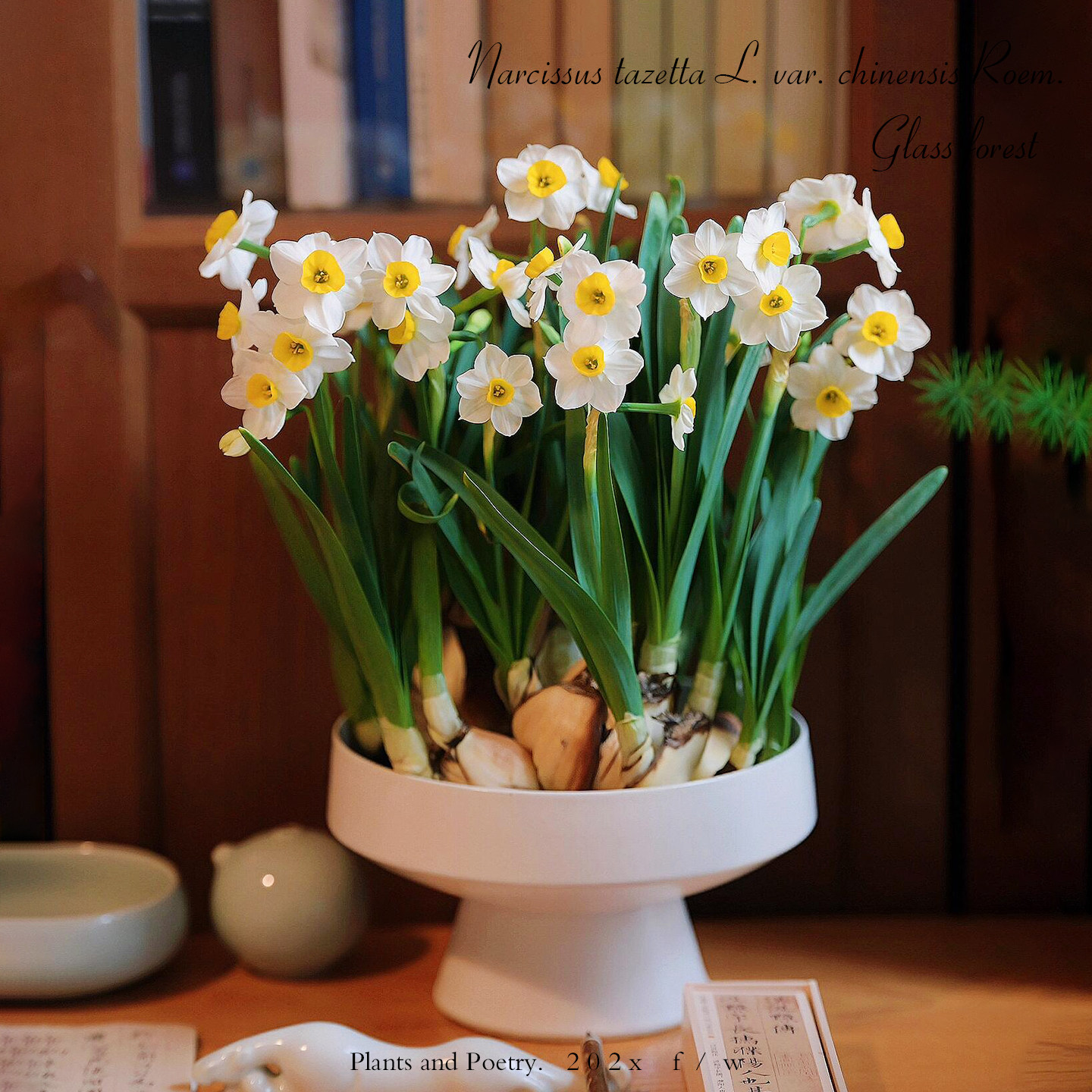 中国水仙水培大种球漳州重瓣耐寒花卉盆栽浓香味好养带花苞年宵花,鲜花速递/花卉仿真/绿植园艺,时令草本花卉,淘宝优惠券,粉丝福利购,淘宝优惠卷