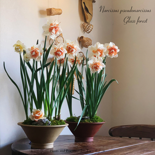 进口洋水仙超大种球利普利特花车游行盆栽花苗耐寒球根花卉有香味