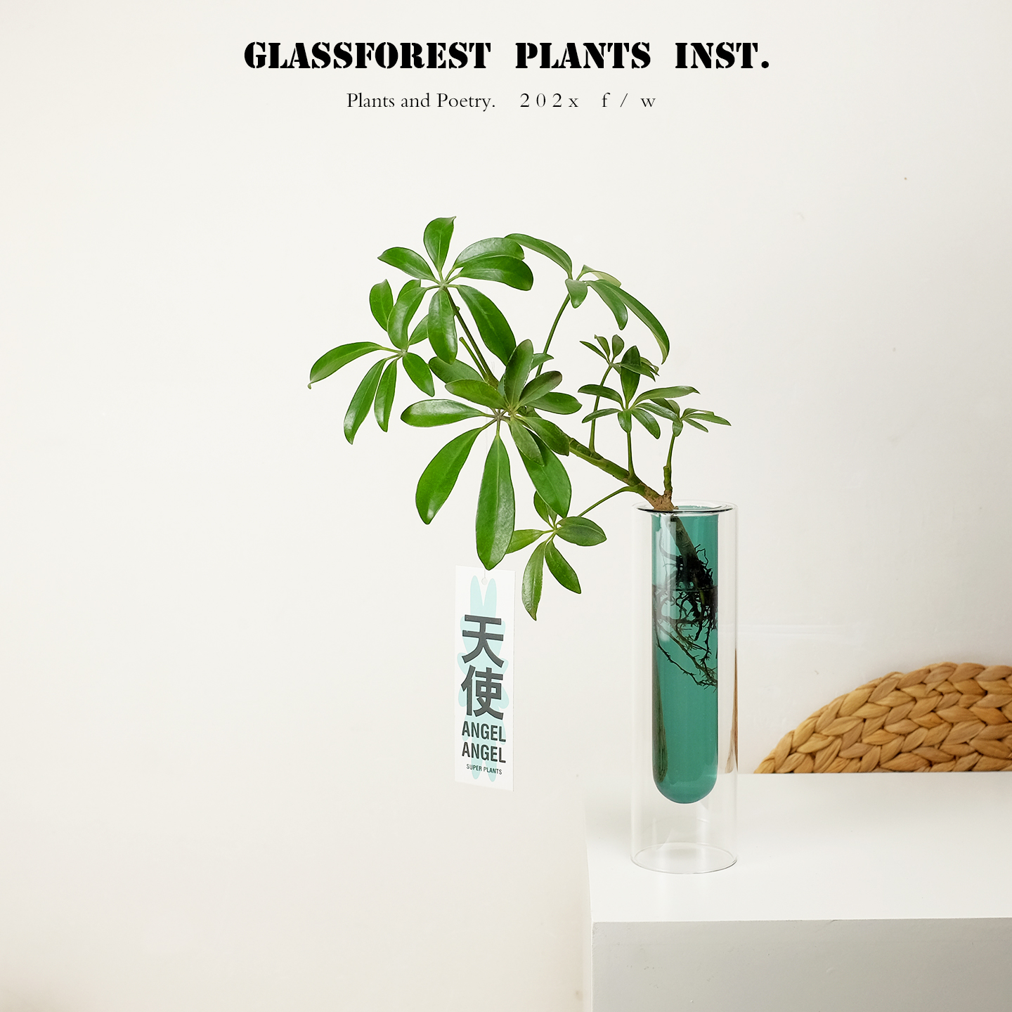 水培鸭脚木INS风试管桌面小盆栽