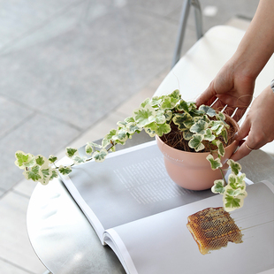 雪莹带藤蔓圆叶常春藤吊兰日本进口室内爬藤绿植锦化盆栽净化空气