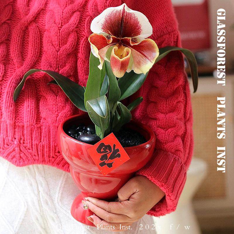 红肉饼兜兰盆栽带花苞好养易复花期长室内桌面花卉乔迁新年送礼物,鲜花速递/花卉仿真/绿植园艺,国兰/杂交兰/洋兰类,淘宝优惠券,粉丝福利购,淘宝优惠卷