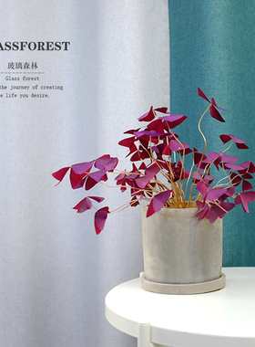 紫叶酢浆草蝴蝶紫色幸运草三叶草盆栽花卉室内耐阴阳台开花植物