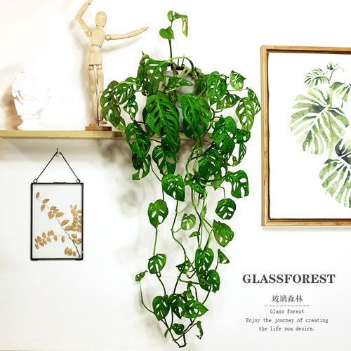 米歇尔小巨洞龟背竹垂藤室内耐荫