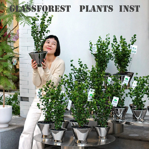 卷福水培好运福气卷起来招财盆栽