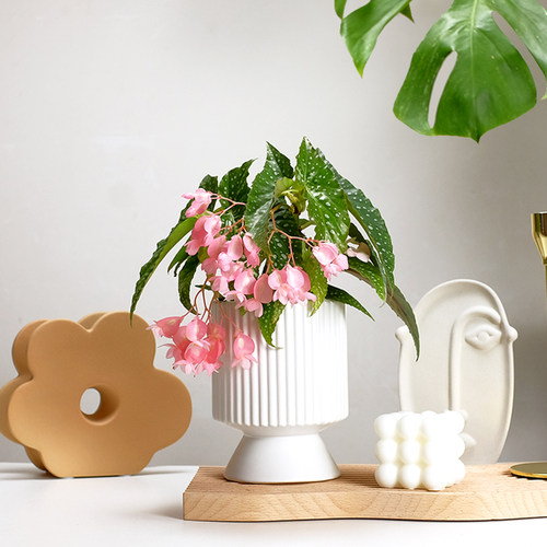 白冰秋海棠室内开花耐荫好养植物