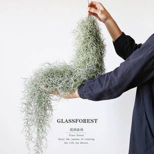 空气凤梨松萝老人须懒人无土植物空气草阳台垂吊懒人植物好养耐荫