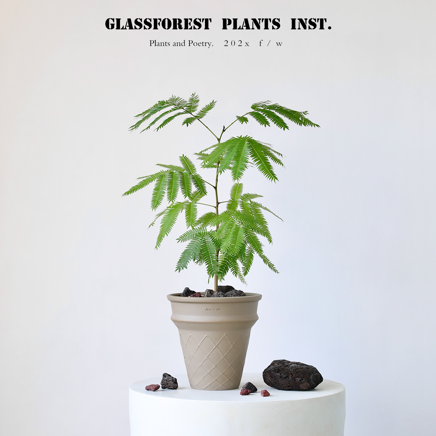 日本进口密叶猴耳环ins网红热植