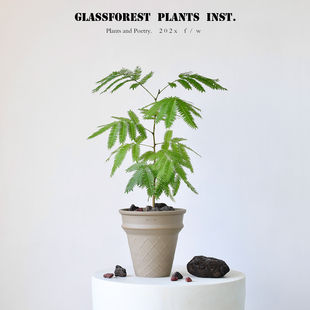 密叶猴耳环盆栽日本进口室内桌面耐荫ins网红热植老桩观叶小豆树