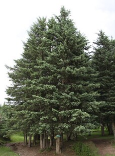 云杉 云杉树 云杉树苗 园林绿化云杉树苗北方
