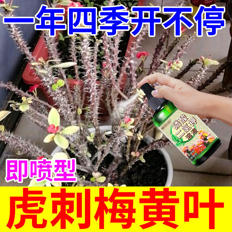 虎刺梅专用营养液黄叶掉叶家用盆栽植物铁海棠免稀释保花促花肥料