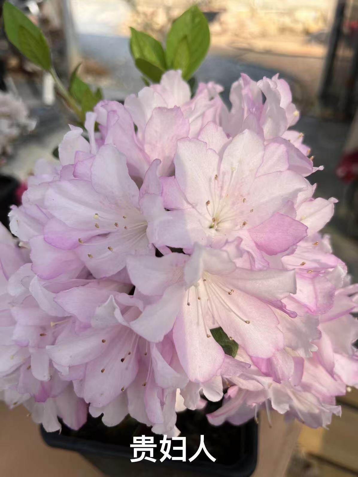 东春鹃神奇女王贵妇人爱之彩春诗品种杜鹃花盆栽室内外阳台客厅