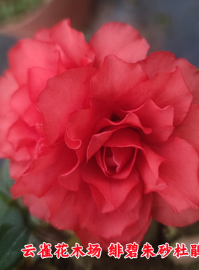 绯碧朱砂杜鹃花大红色高度重瓣花型多季鹃品种杜鹃盆栽花卉庭院客