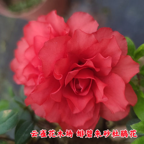 杜鹃花客厅阳台四季大红色重瓣