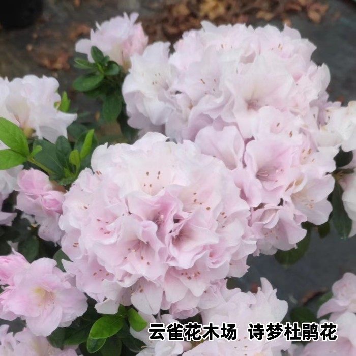 诗梦钻石之光雪芹杜鹃花一对一苗粉色套瓣渐变花色精美盆栽花卉