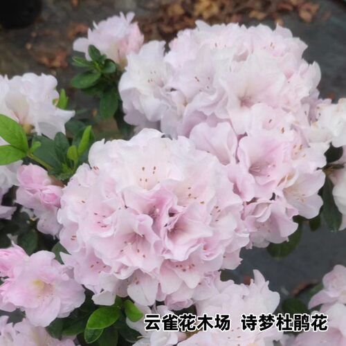 之光诗梦双层套渐变精美杜鹃花