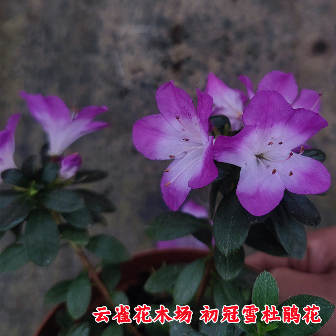 初冠雪杜鹃花 雾岛系品种精美紫色复色花庭院客厅阳台盆栽花卉品