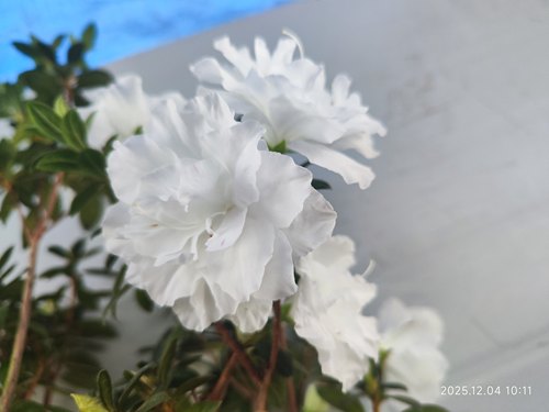 白盛春杜鹃花盆栽室内外盆栽花卉重瓣大花型花园庭院阳台客厅盆栽