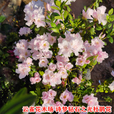 花瓶绿色光辉杜鹃新品